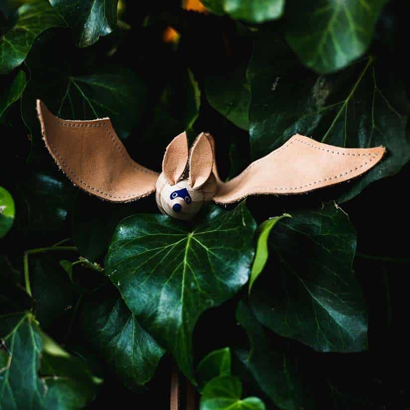 Eperfa Big-eared Bat - open wing