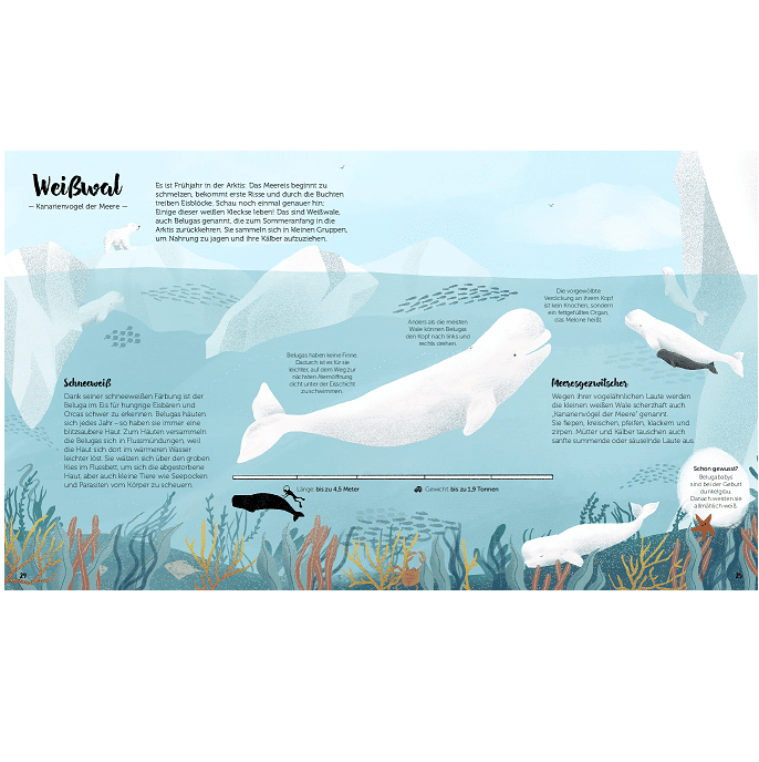 Little Gestalten. Die Welt der Wale by Darcy Dobell & Becky Thorns